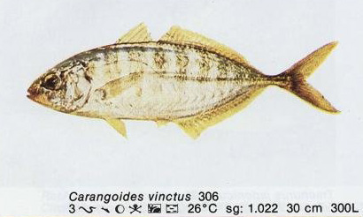 Carangoides vinctus